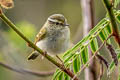 Yellow-browed Warbler Phylloscopus inornatus