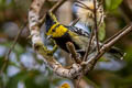 Yellow-cheeked Tit Machlophus spilonotus subviridis