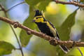 Yellow-cheeked Tit Machlophus spilonotus subviridis