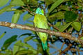 Yellow-crowned Barbet Psilopogon henricii henricii