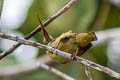 Yellow-eared Spiderhunter Arachnothera chrysogenys chrysogenys