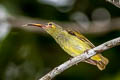 Yellow-eared Spiderhunter Arachnothera chrysogenys chrysogenys