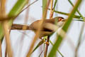 Yellow-eyed Babbler Chrysomma sinense sinense