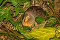 Yellow-legged Buttonquail Turnix tanki blanfordii 