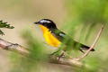 Yellow-rumped Flycatcher Ficedula zanthopygia