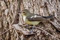 Yellow-rumped Flycatcher Ficedula zanthopygia