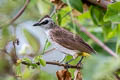 Yellow-vented Bulbul Pycnonotus goiavier jambu