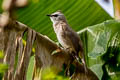 Yellow-vented Bulbul Pycnonotus goiavier jambu