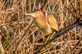 Yellow Bittern Ixobrychus sinensis (Chinese Little Bittern)