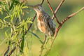 Yellow Bittern Ixobrychus sinensis (Chinese Little Bittern)