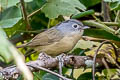 Yunnan Fulvetta Alcippe fratercula fratercula