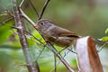 Yunnan Fulvetta Alcippe fratercula fratercula