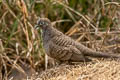 Zebra Dove Geopelia striata