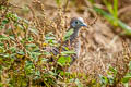 Zebra Dove Geopelia striata