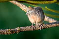 Zebra Dove Geopelia striata