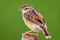 Zitting Cisticola Cisticola juncidis malaya