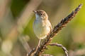 Zitting Cisticola Cisticola juncidis malaya