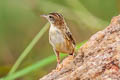 Zitting Cisticola Cisticola juncidis malaya