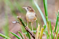 Zitting Cisticola Cisticola juncidis malaya