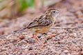 Zitting Cisticola Cisticola juncidis malaya