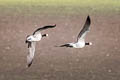 Barnacle Goose Branta leucopsis