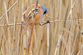 Bearded Reedling Panurus biarmicus biarmicus 