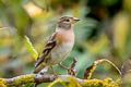 Brambling Fringilla montifringilla