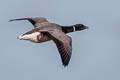 Brant Goose Branta bernicla bernicla (Brent Goose)