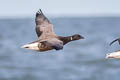 Brant Goose Branta bernicla bernicla (Brent Goose)