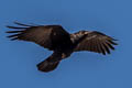 Carrion Crow Corvus corone corone