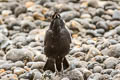 Carrion Crow Corvus corone corone