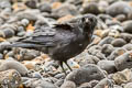 Carrion Crow Corvus corone corone