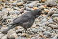 Carrion Crow Corvus corone corone