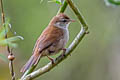 Cetti's Warbler Cettia cetti cetti