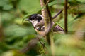 Coat Tit Periparus ater britannicus