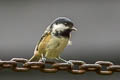 Coat Tit Periparus ater britannicus