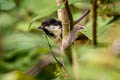 Coat Tit Periparus ater britannicus