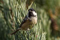 Coat Tit Periparus ater britannicus