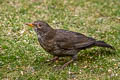 Common Blackbird Turdus merula merula (Eurasian Blackbird)