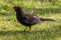 Common Blackbird Turdus merula merula (Eurasian Blackbird)