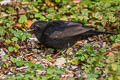 Common Blackbird Turdus merula merula (Eurasian Blackbird)