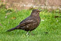 Common Blackbird Turdus merula merula (Eurasian Blackbird)