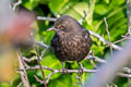 Common Blackbird Turdus merula merula (Eurasian Blackbird)