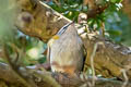 Common Firecrest Regulus ignicapilla