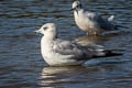 Common Gull Larus canus canus