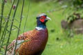 Common PheasantPhasianus colchicus ssp.