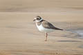 Common Ringed Plover Charadrius hiaticula hiaticula