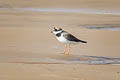 Common Ringed Plover Charadrius hiaticula hiaticula