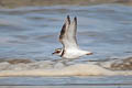 Common Ringed Plover Charadrius hiaticula hiaticula