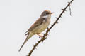 Common Whitethroat Curruca communis communis